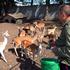 Miljenik djece i drugih životinja: život iz bajke slavonskog Bambija