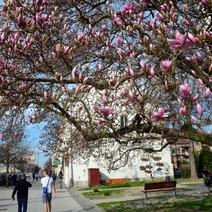 Slavonski Brod