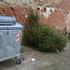 Počinje skupljanje odbačenih božićnih drvaca