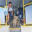 Dog friendly autobusi u Osijeku