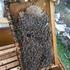 Pčele izgubile kalendar, razmnožavaju se kao da je proljeće pa ih treba hraniti