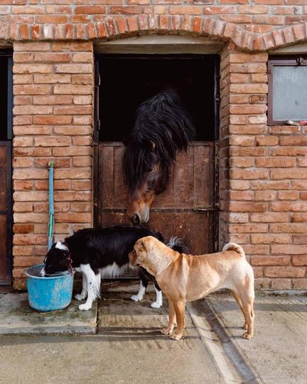 Hrvatska je naj-dog friendly zemlja
