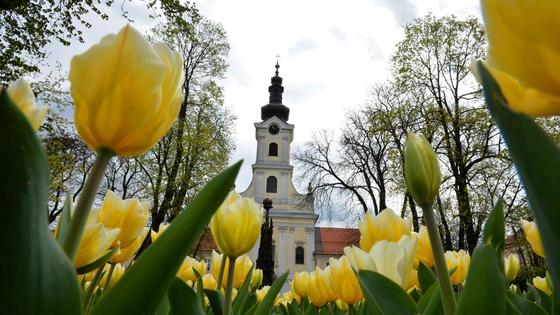 Cvijeće u Bjelovaru