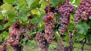 Vinograd