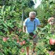 Obitelj Dorotić na svom imanju ima 4800 stabala jabuka, a zbog niske otkupne cijene koju su im nudili otkupljivači mislili su da će im urod propasti