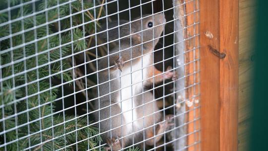 Prvi par crvenih vjeverica pušten u nastambe u perivoj Zrinskih