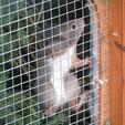 Prvi par crvenih vjeverica pušten u nastambe u perivoj Zrinskih