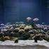 Otvorena izložba koralja 'Krhka ljepota'
