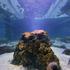 Otvorena izložba koralja 'Krhka ljepota'