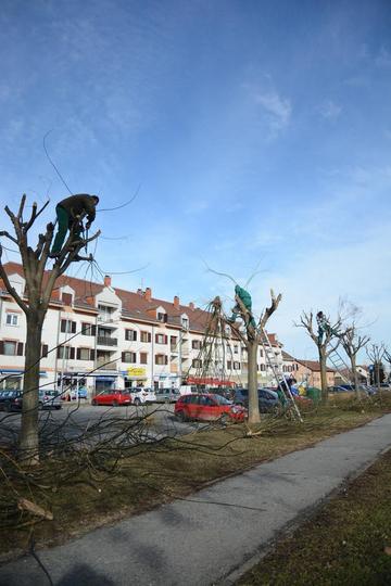 Zimsko orezivanje drveća