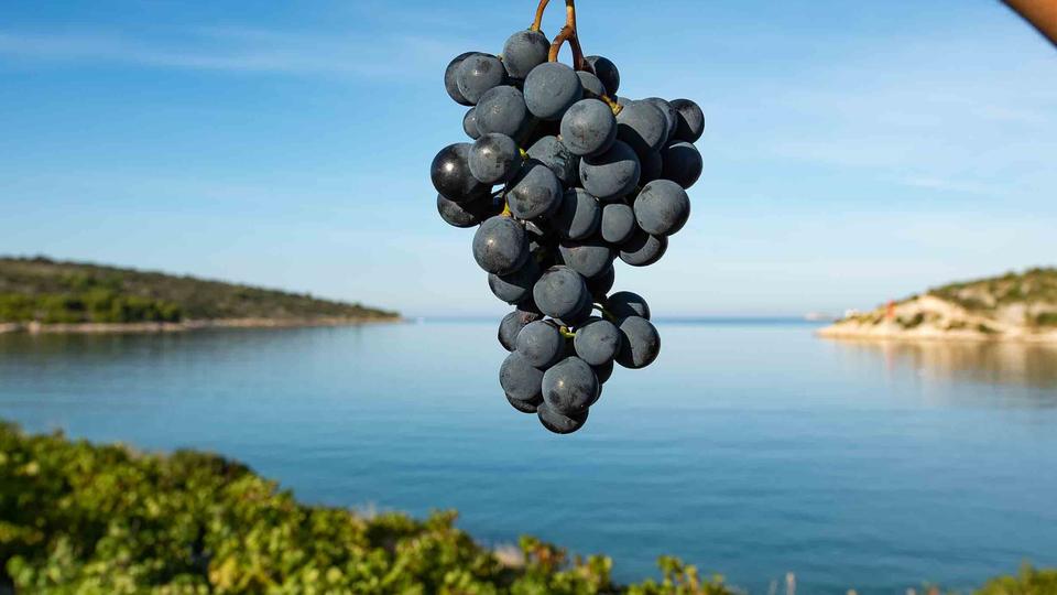 Tisuće hektara zemlje u Šibensko-kninskoj županiji zasađeno je vinovom lozom s više od pet milijuna trsova