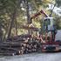 Započeli radovi u Park šumi Marjan i uklanjanje stabala oboljelih od potkornjaka