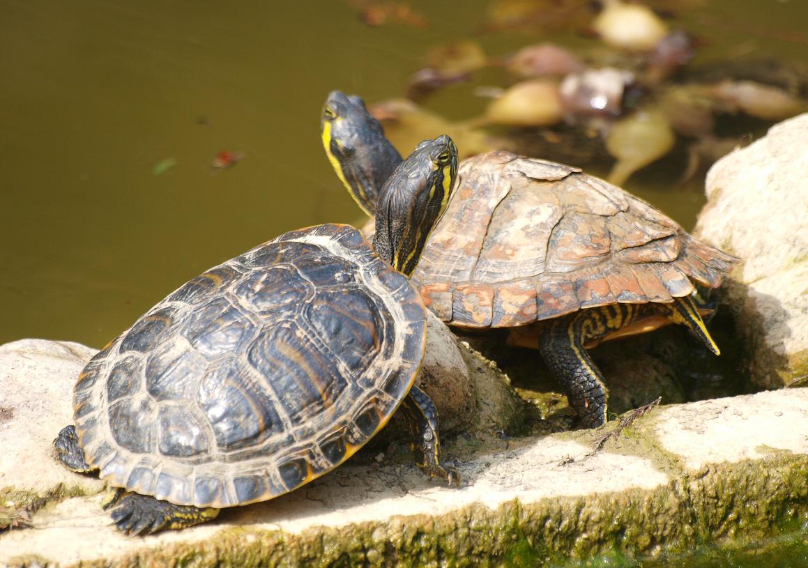 "Spas za barske – stop za invazivne kornjače"
