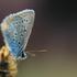 U jedinstvenom centru proučavat će najugroženije leptire u Europi
