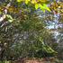 Branje kestena po zagrečkim šumama