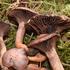17. Dani gljiva u Brtonigli, prikazano više od 200 primjeraka gljiva