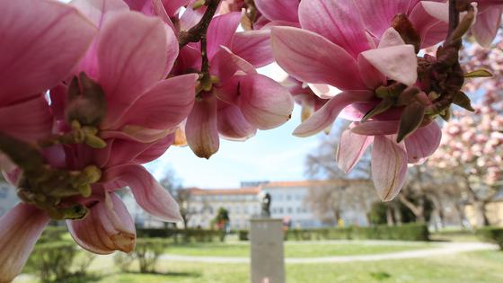 Karlovac: Magnolije i forzicije uljepšale proljetne dane u parkovima