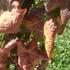 Opasna bolest vinove loze koju širi američki cvrčak i u Moslavini