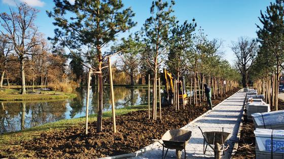 Pri kraju je sadnja 44 sadnice bijelog bora u sklopu planiranog uređenja perivoja dvorca Erdödy i revitalizacije šetnice