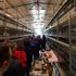 Dnevno će se u Soljanima proizvoditi 10.000 GMO free jaja, prvih u Hrvatskoj