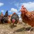 Veterinarska inspekcija pojačala kontrolu na farmama zbog ptičje gripe