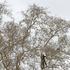 Penječi orezuju stoljetnu platanu, prvi međimurski spomenik parkovne arhitekture