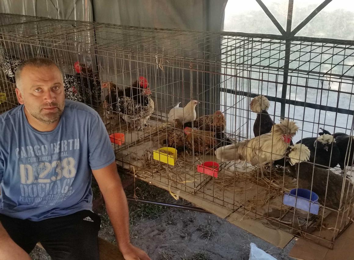 Goran Pejčić uzgaja ukrasne kokoši, cijena im je od 30 do 100 eura