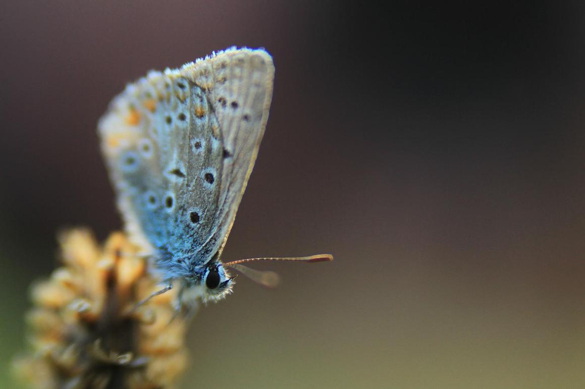 U jedinstvenom centru proučavat će najugroženije leptire u Europi