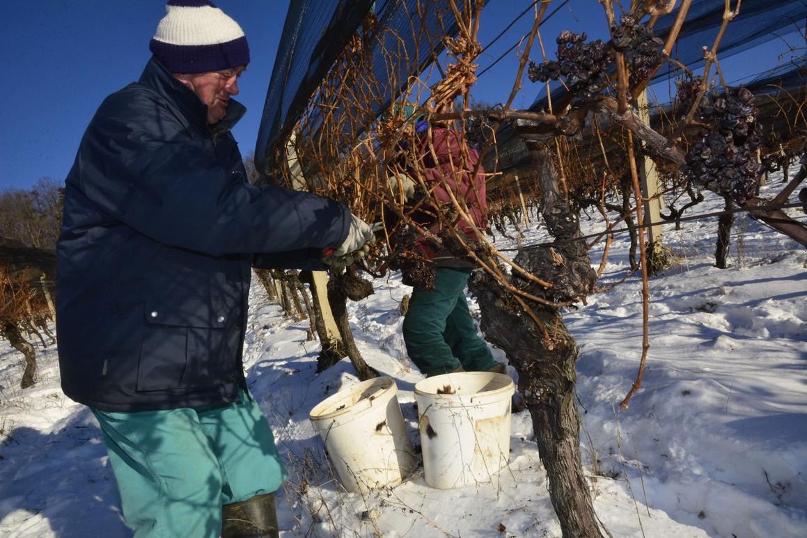 Izdržljivi i uporni vinogradari na minus 13 ubrali tonu traminca