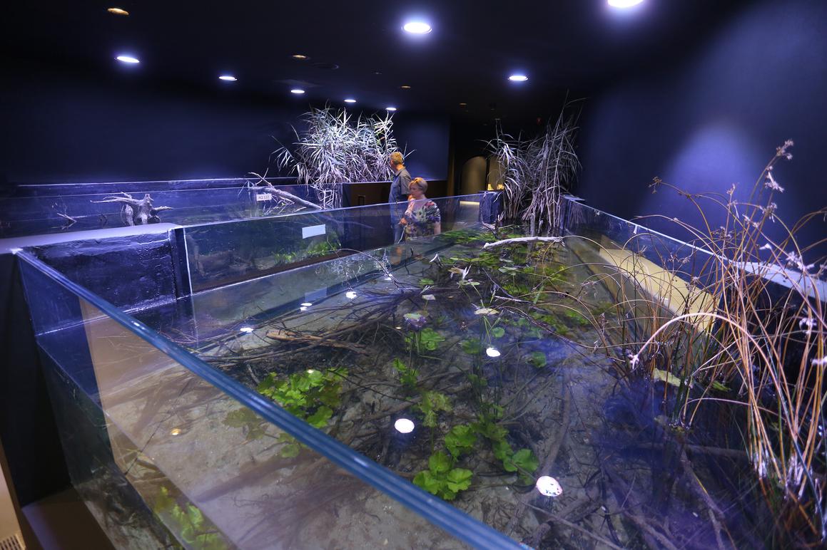 U karlovačkom akvariju istraživat će se život u rijeci, endemske ribe...