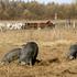 Uzgajivačima svinja na raspolaganju 2 milijuna kuna za postavljanje dvostrukih ograda