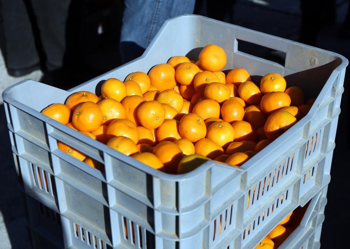 Osnovnoškolcima 1,5 tona mandarina