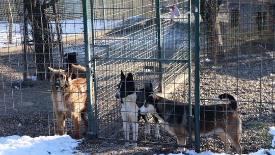 TIJEKOM 2023. godine iz čakovečkog skloništa udomljeno je 645 pasa, a pola ih je bilo iz romskih naselja