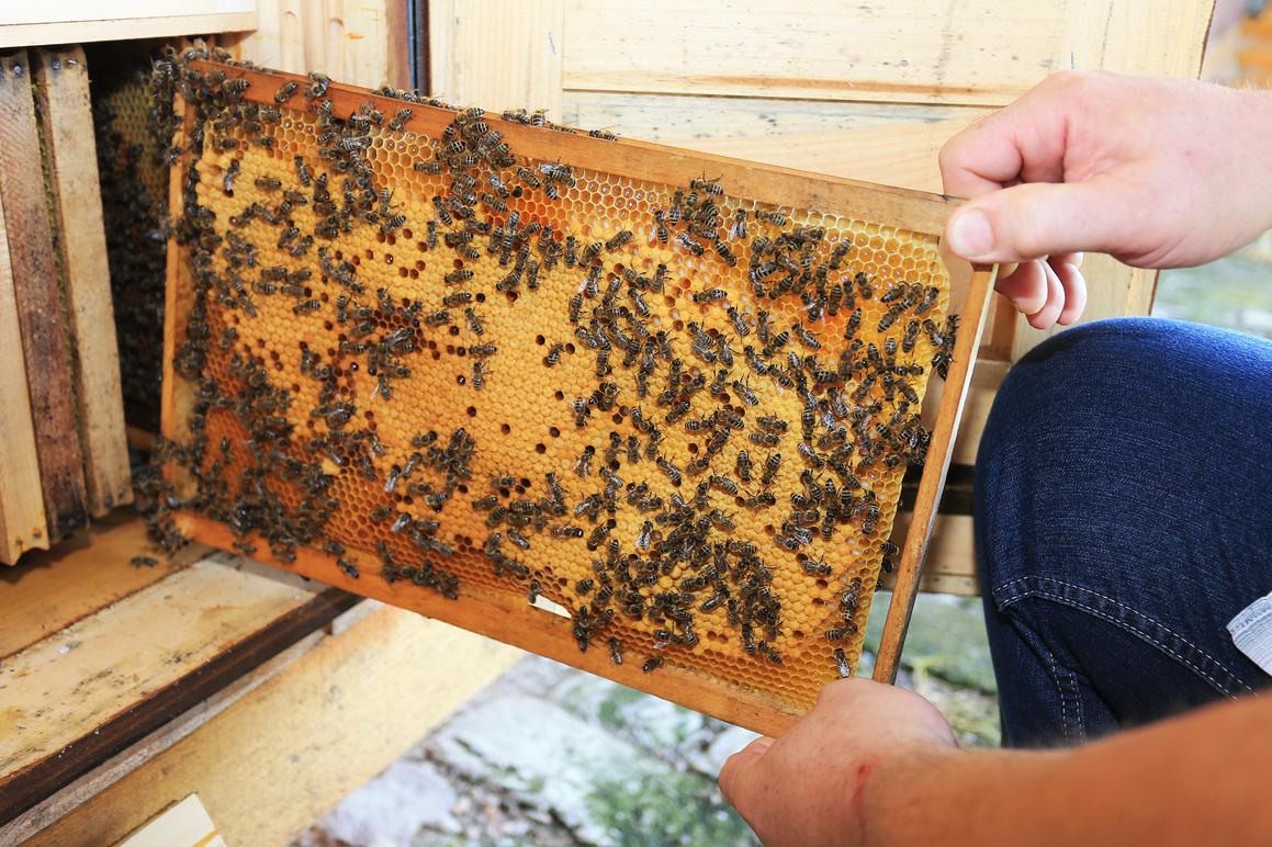 Tajna dobrog meda OPG-a Knežević jest da sve odrade – pčele