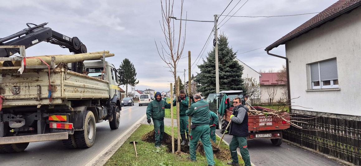 Zelena mreža Bjelovara: jesenska sadnja stabala oplemenjuje grad