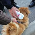 Financiranje se ne može odobriti samo za cijepljenje pasa