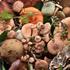 17. Dani gljiva u Brtonigli, prikazano više od 200 primjeraka gljiva