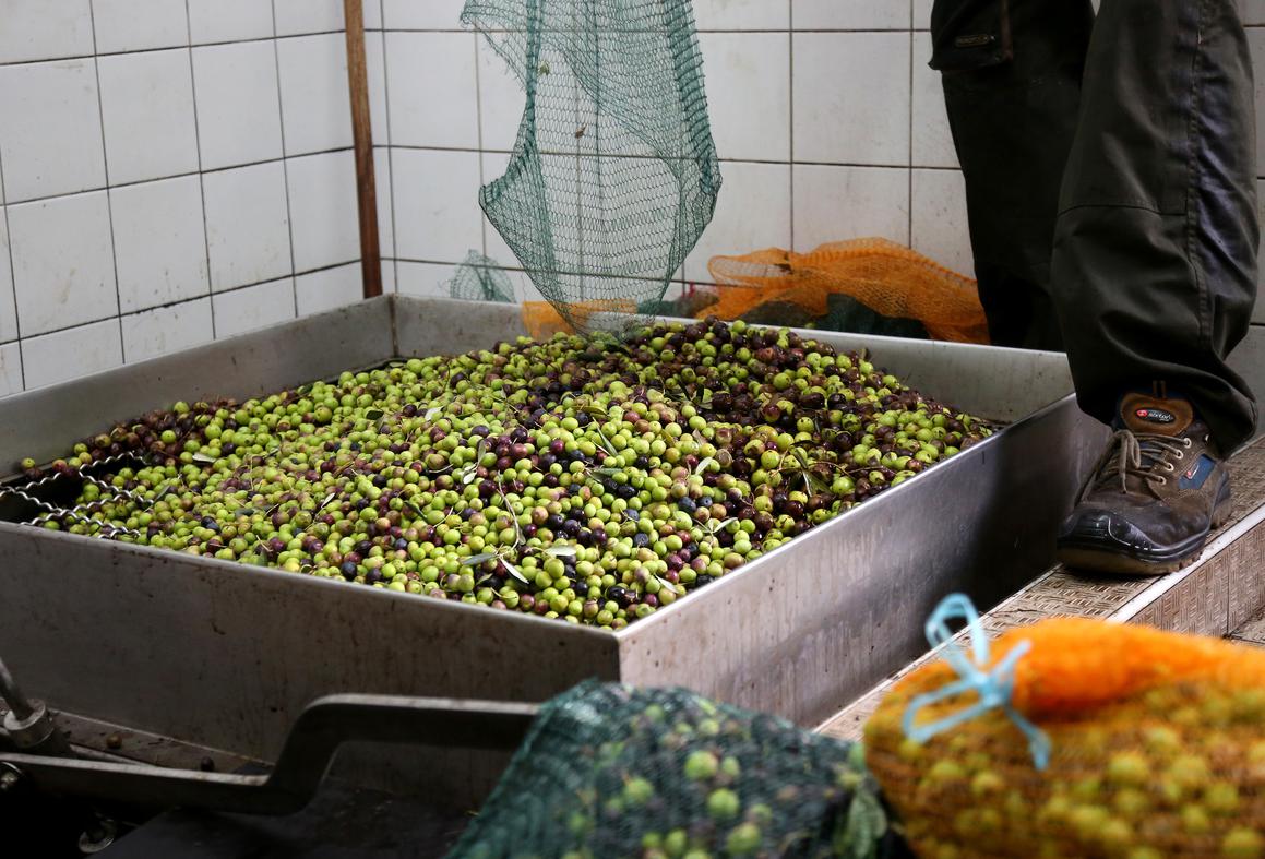 Loš urod, ali najkvalitetniji proizvod: u tišnjanskoj uljari masline se prerađuju po najnovijoj tehnologiji