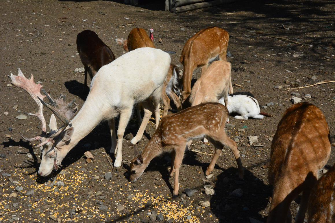 Miljenik djece i drugih životinja: život iz bajke slavonskog Bambija
