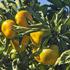 Počela berba mandarina, zbog suše urod je manji, ali sok je slađi