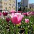 Gradske gredice i parkovi uljepšani tulipanima i drugim lukovičastim cvijećem