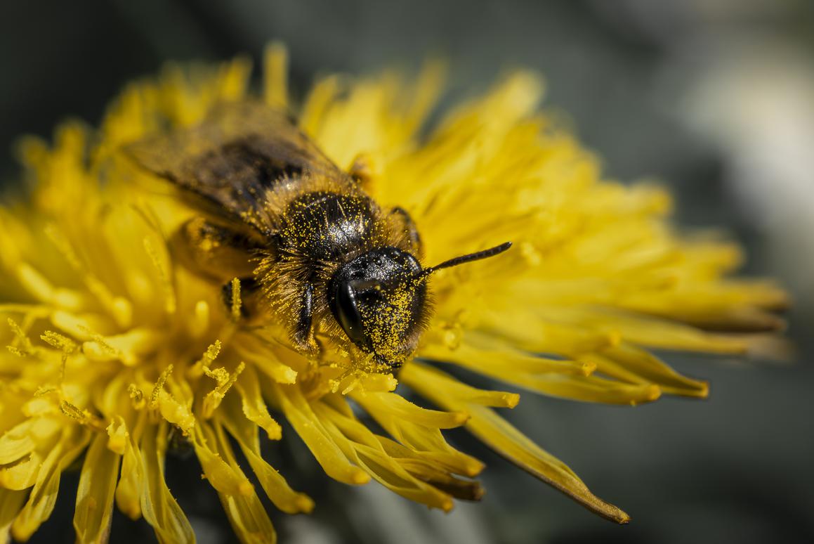 Uveli nove potpore, pčelarima za očuvanje fonda i jačanje proizvodnje 10 eura po košnici