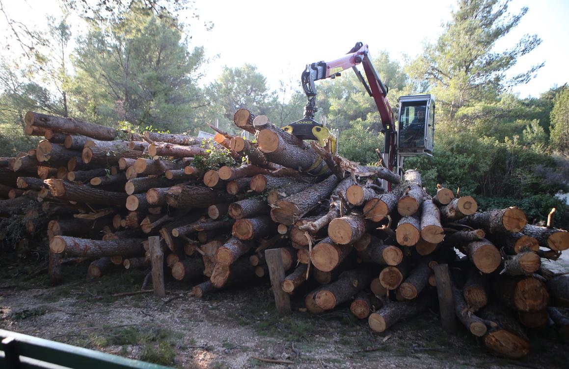Započeli radovi u Park šumi Marjan i uklanjanje stabala oboljelih od potkornjaka