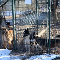 TIJEKOM 2023. godine iz čakovečkog skloništa udomljeno je 645 pasa, a pola ih je bilo iz romskih naselja