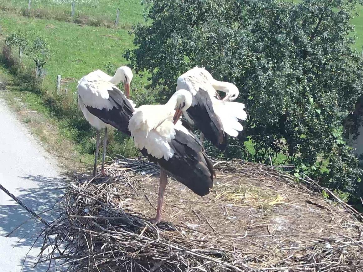 Bijela roda – simbol očuvanih staništa i tradicionalnog života