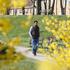 Magnolije i forzicije uljepšale proljetne dane u parkovima