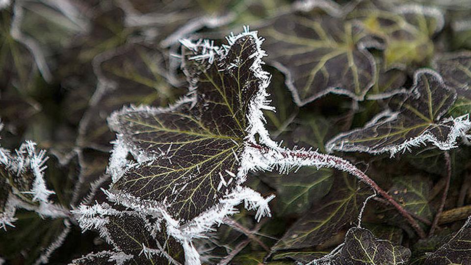 Prirodna nepogoda je proglašena uslijed izrazito niskih temperatura koje su tijekom travnja ove godine pogodile područje općina Gradina, Pitomača i Suhopolje