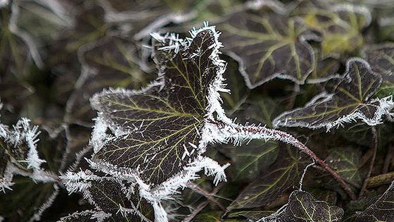 Prirodna nepogoda je proglašena uslijed izrazito niskih temperatura koje su tijekom travnja ove godine pogodile područje općina Gradina, Pitomača i Suhopolje