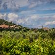 Dubrovačko-neretvanska županija, Grad Dubrovnik i Općina Konavle proteklih su pet godina sufinancirali projekt istraživanja i kloniranja ove vinske sorte, a priznavanje klona omogućit će veći broj sadnica te veću proizvodnja vina malvasija