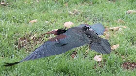 Ženka ćelavog ibisa